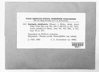 Isariopsis episphaeria image